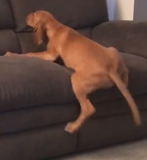 щенок взбирается на диван