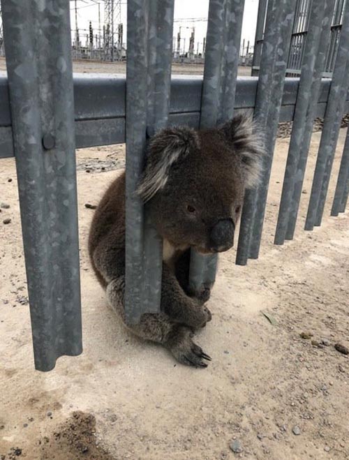 коала три раза застряла в заборе