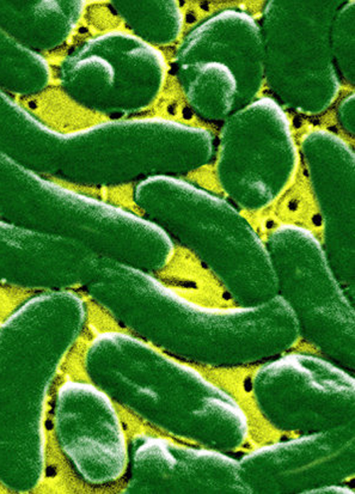 бактерии в сырых устрицах