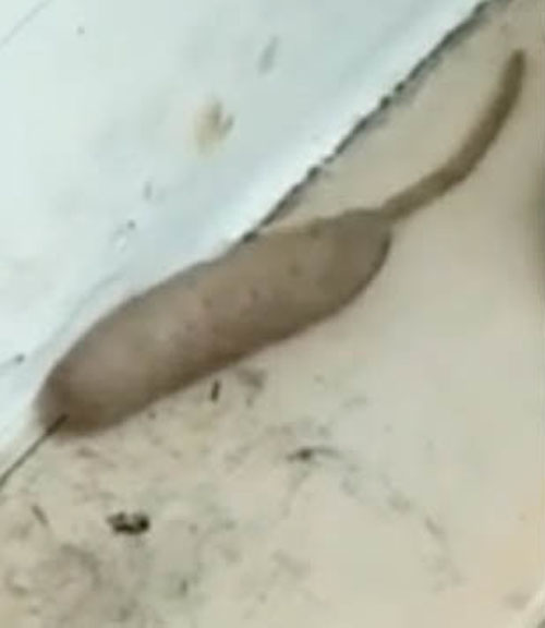 помесь крысы и червя