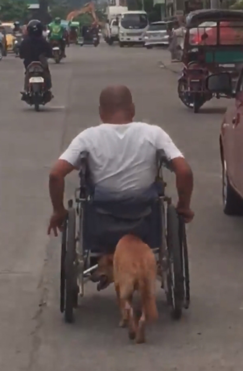 пёс помогает хозяину в коляске