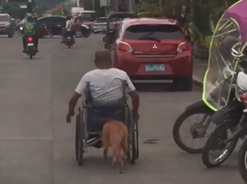 пёс помогает хозяину в коляске