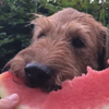 собака любит фрукты