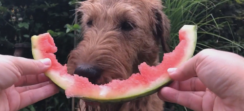 собака любит фрукты