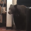 медведь забрёл на кухню ресторана