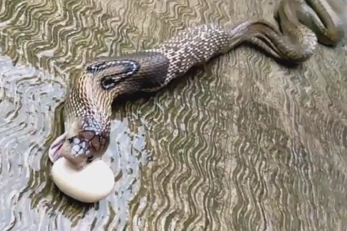 кобра отрыгнула 7 яиц