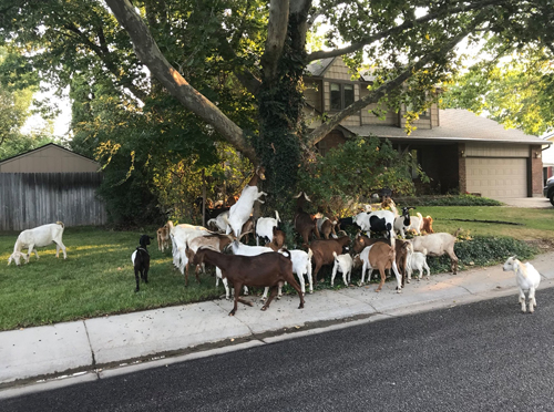козы заполонили город