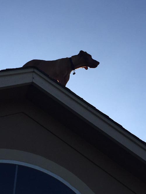 пёс забирается на крышу