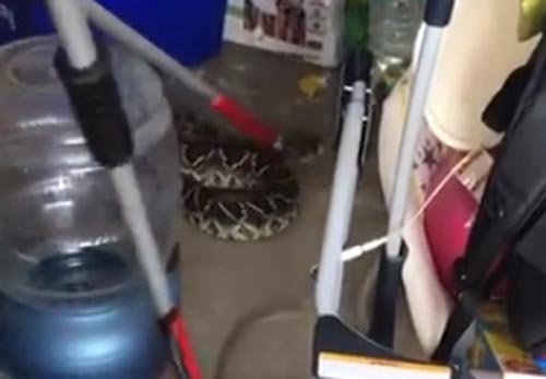 гремучая змея в гараже
