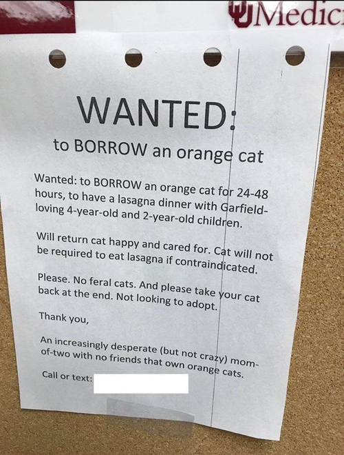 женщина хочет одолжить кота