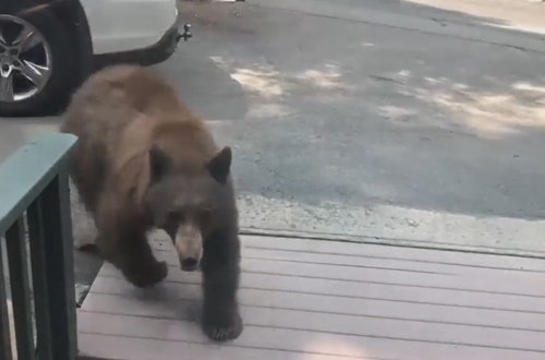 медведица с медвежатами возле дома