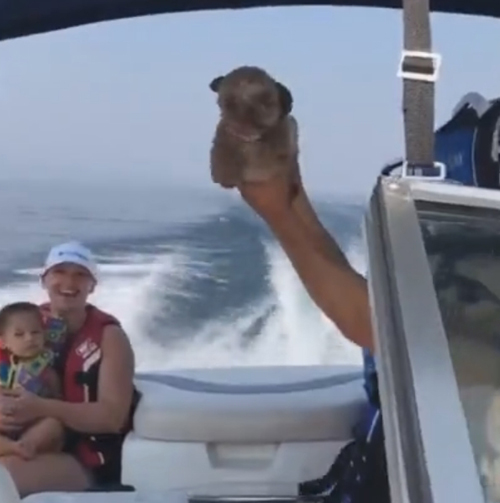 щенок в первый раз плавает в лодке