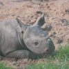 носорог играет в песочек