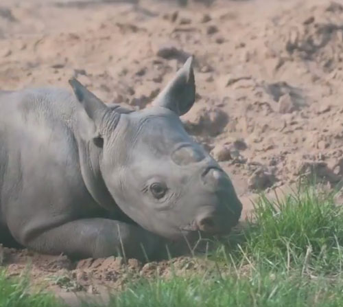 носорог играет в песочек