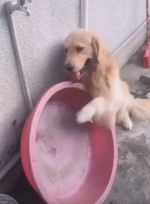 пёс самостоятельно принимает ванну
