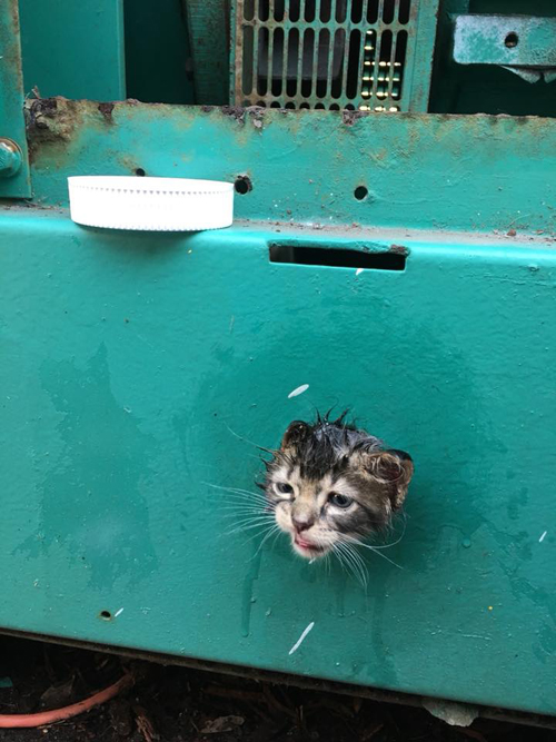 любопытный котёнок в ловушке