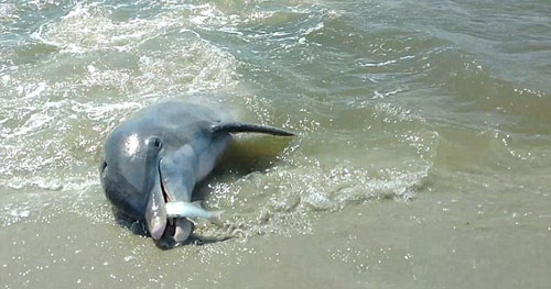 необычная рыбалка дельфинов