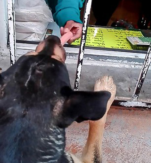 бездомный пёс покупает сосиски