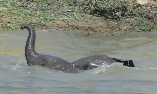 слонята играют в воде