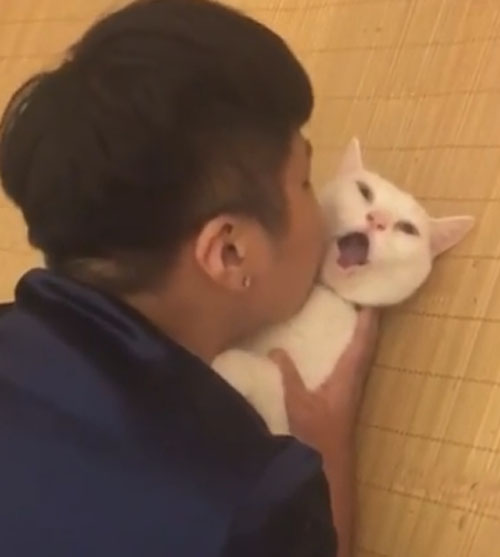 кошка в шоке от поцелуев