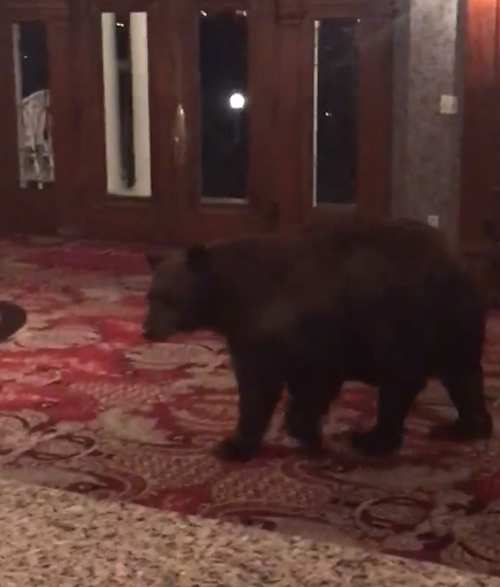 медведь пришёл в отель