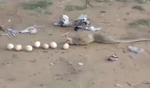 кобра объелась яйцами