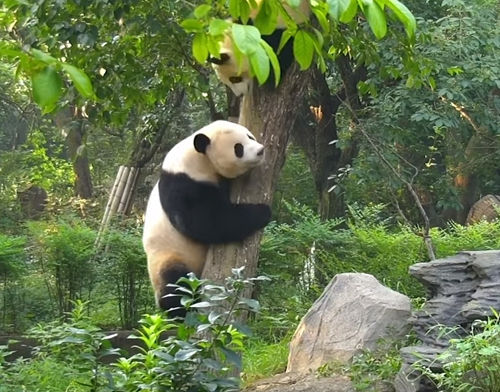 недовольная мама-панда