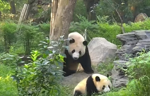 недовольная мама-панда