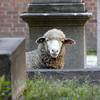 овцы поселились в соборе