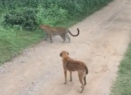 собака облаяла леопарда