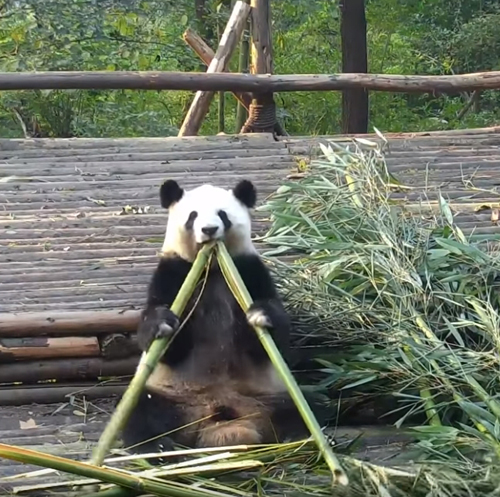 панда сломала палку