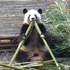 панда сломала палку