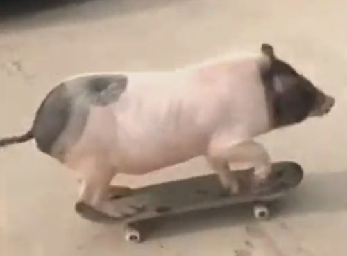 свинья освоила скейтборд