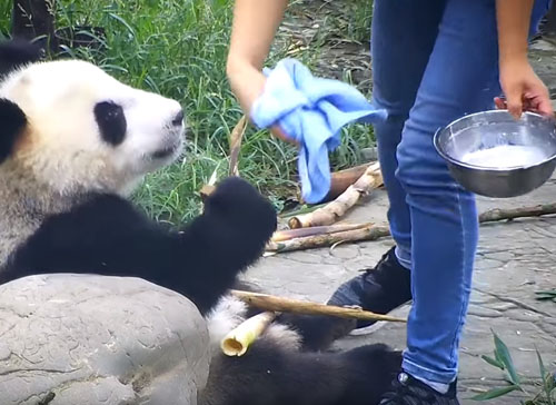 панда любит свою смотрительницу