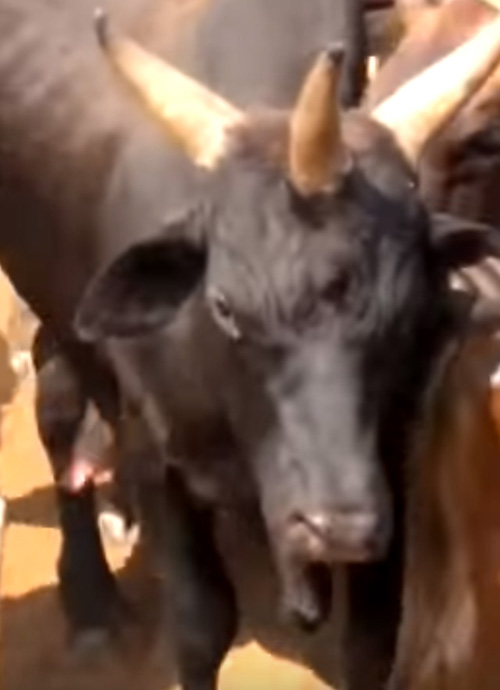 корова с тремя рогами