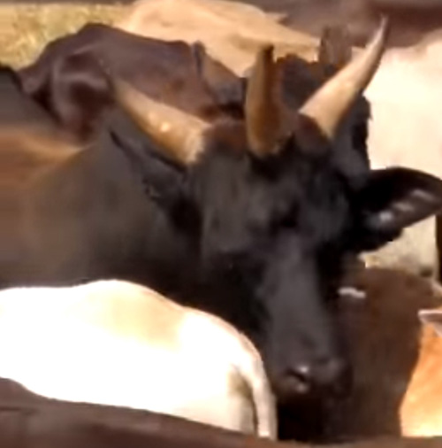 корова с тремя рогами