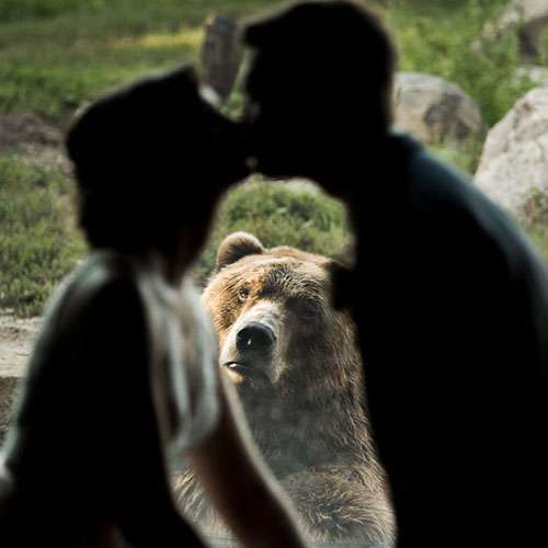 медведя не впечатлила свадьба