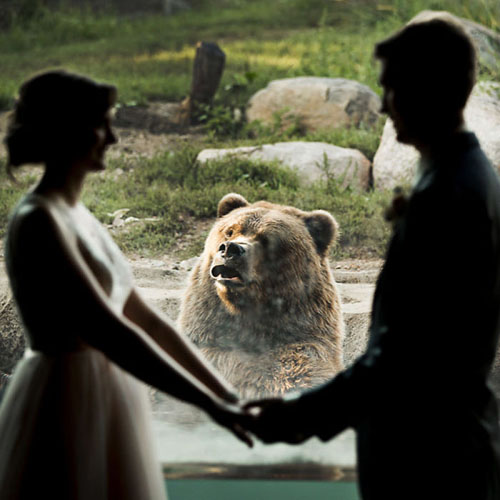 медведя не впечатлила свадьба