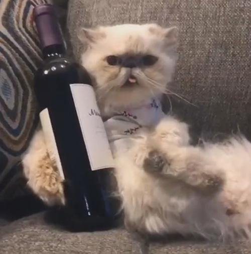 кошка расслабляется с вином