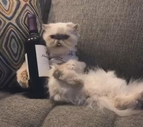 кошка расслабляется с вином