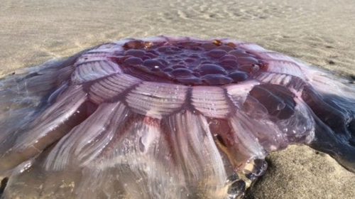медуза похожа на пришельца