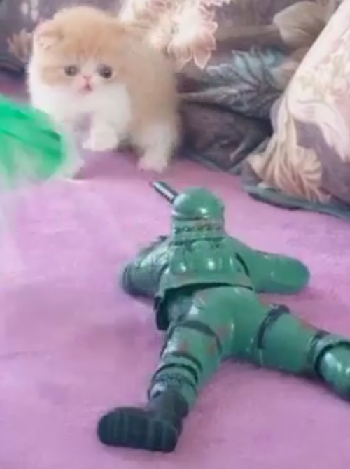солдатик напугал котёнка