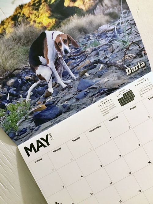 живописный календарь с собаками
