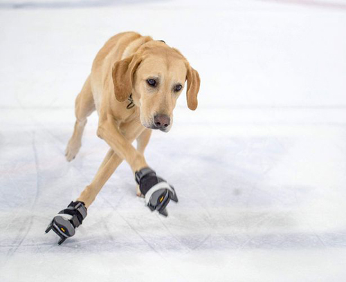 пёс любит кататься на коньках