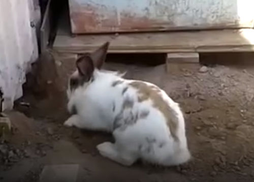 кролик помог кошке