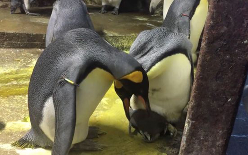 пингвины похитили птенца
