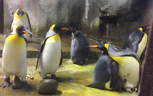 пингвины похитили птенца