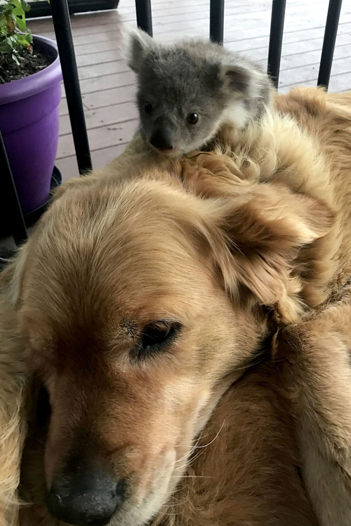 собака согрела коалу