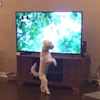 пёс смотрит детективное телешоу