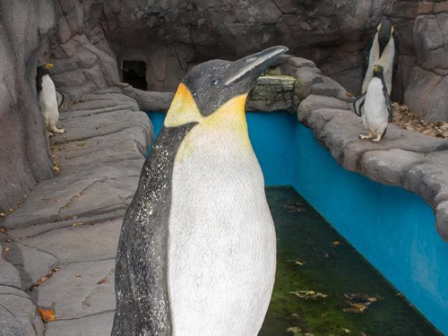 фальшивые пингвины в зоопарке